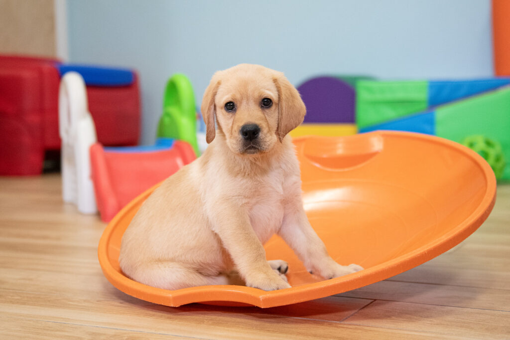 a picture of a golden lab puppy sitting on an orange disc